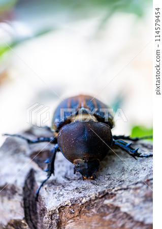 赫拉克勒斯巨型猴子 114579454