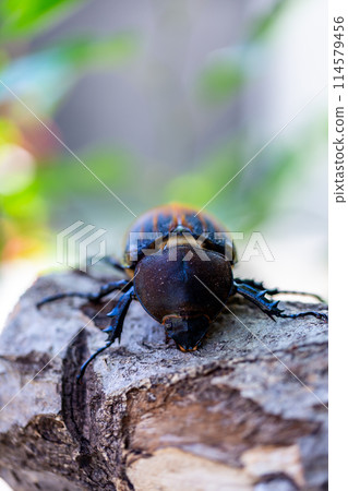 赫拉克勒斯巨型猴子 114579456