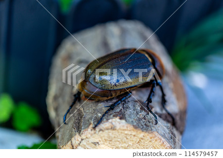 赫拉克勒斯巨型猴子 114579457