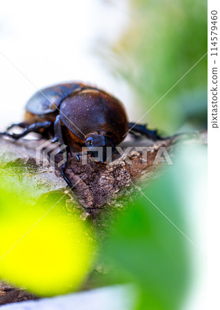 赫拉克勒斯巨型猴子 赫拉克勒斯巨型猴子 114579460