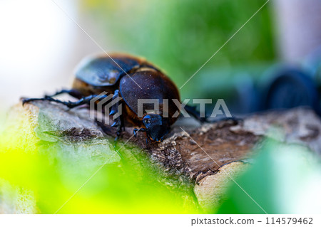 赫拉克勒斯巨型猴子 114579462