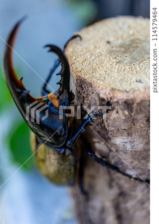 赫拉克勒斯巨型猴子 赫拉克勒斯巨型猴子 114579464