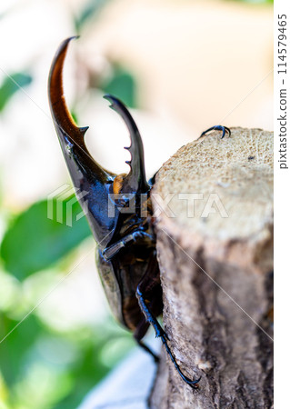 赫拉克勒斯巨型猴子 114579465