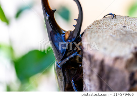 赫拉克勒斯巨型猴子 114579466