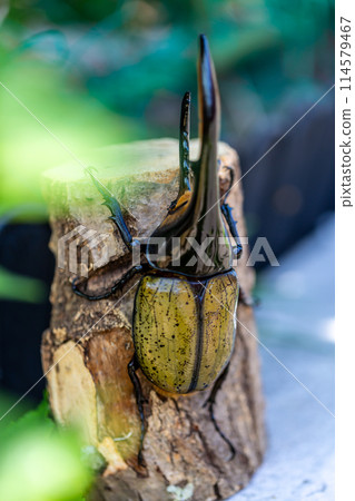 赫拉克勒斯巨型猴子 114579467