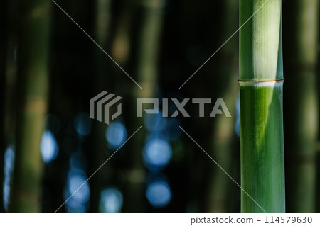 Bamboo grove Bamboo grove 114579630