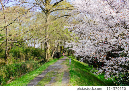Tokyo, Hamura City, Spring, Aso Shrine, Approach, Promenade along Tamagawa River 114579650