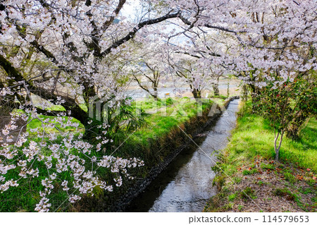 東京羽村市, 春天, 阿蘇神社參道, 玉川沿岸的長廊 東京羽村市, 春天, 阿蘇神社參道, 玉川沿岸的長廊 114579653