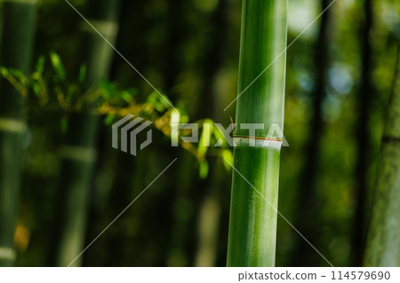  竹林 114579690