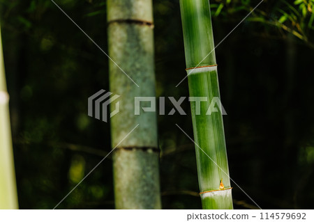  竹林 114579692