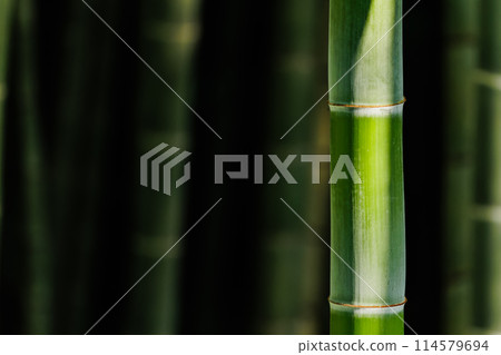  竹林 114579694