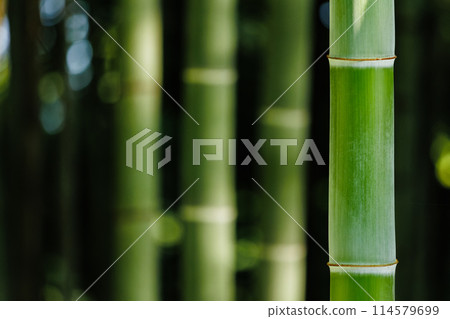  竹林 114579699
