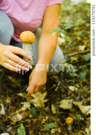 A mushroom picker holds in his hands an aspen bush growing in the forest. Mushrooms in the forest. Mushroom picking A mushroom picker holds in his hands an aspen bush growing in the forest. Mushrooms in the forest. Mushroom picking 114579781