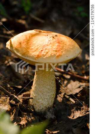 An edible aspen mushroom growing in the forest. Mushrooms in the forest. Mushroom picking An edible aspen mushroom growing in the forest. Mushrooms in the forest. Mushroom picking 114579786