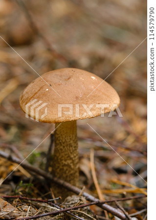 In the forest grows a magnificent mushroom podberezovik. Forest mushrooms 114579790