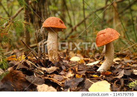 Two red aspen trees grow in the forest. Mushrooms in the forest. Mushroom picking 114579793