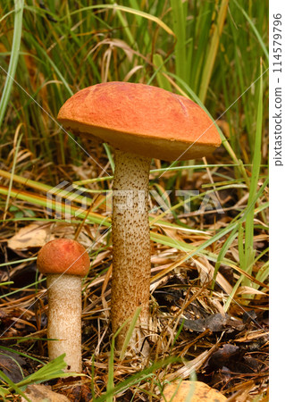 Two red aspen trees grow in the forest. Mushrooms in the forest. Mushroom picking 114579796