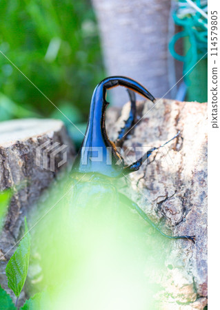 Hercules giant monkey Hercules giant monkey 114579805