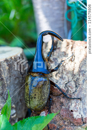 赫拉克勒斯巨型猴子 114579806