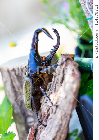 赫拉克勒斯巨型猴子 114579811