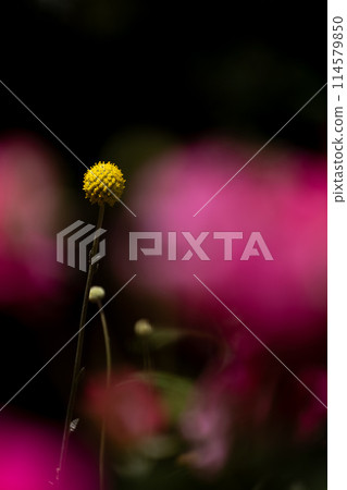 Classpedia 114579850