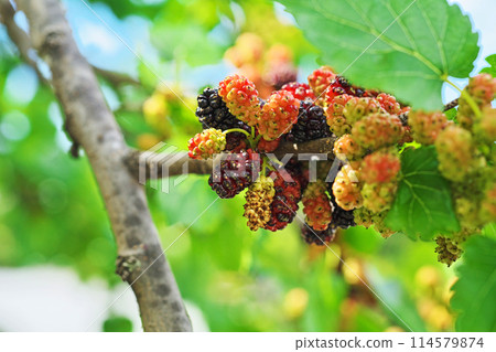 Mulberry fruit (spring, May) Mulberry fruit (spring, May) 114579874