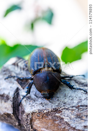 赫拉克勒斯巨型猴子 114579893