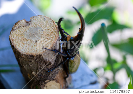 赫拉克勒斯巨型猴子 114579897