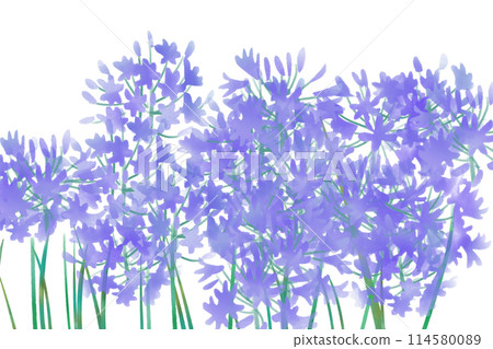 Agapanthus flower card 1 114580089