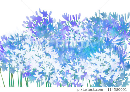 百子蓮花卡 3 114580091