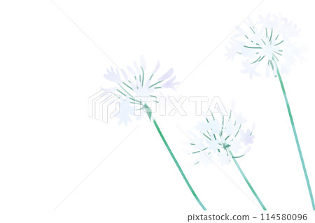 百子蓮花卡 8 114580096