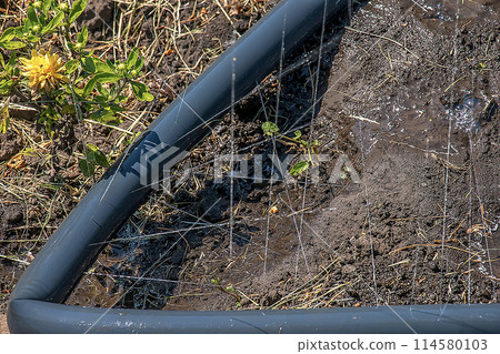 The simplest irrigation system. The hose with holes lies on the soil under water pressure 114580103