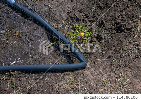 The simplest irrigation system. The hose with holes lies on the soil under water pressure 114580106
