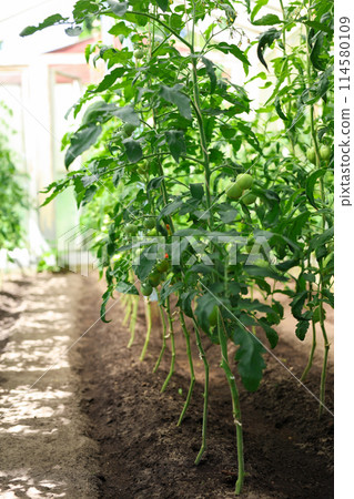 Tomatoes on a branch in a greenhouse closeup Tomatoes on a branch in a greenhouse closeup 114580109