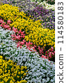 Colorful flowers 114580183