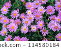 Margaret 114580184