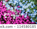 Nemophila and Silene 114580185