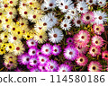 Livingston Daisy 114580186