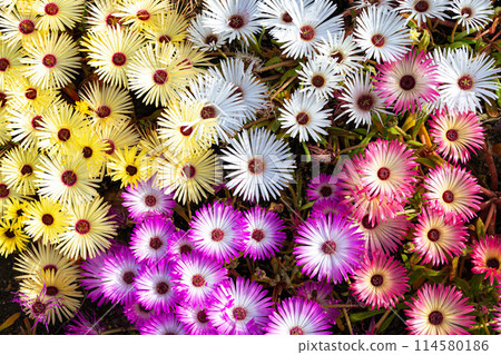Livingston Daisy Livingston Daisy 114580186