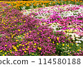 Colorful flowers 114580188