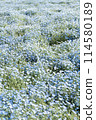 Nemophila 114580189