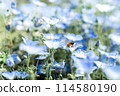Nemophila 114580190