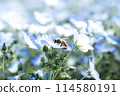 Nemophila 114580191