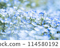 Nemophila 114580192