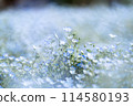 Nemophila 114580193
