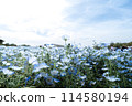 Nemophila 114580194