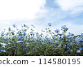 Nemophila 114580195