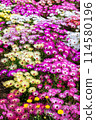 Livingston Daisy 114580196