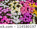 Livingston Daisy 114580197