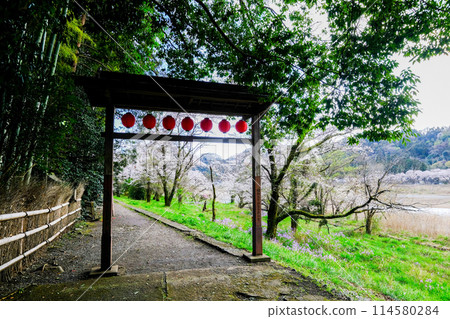東京羽村市, 春天, 阿蘇神社參道, 玉川沿岸的長廊 東京羽村市, 春天, 阿蘇神社參道, 玉川沿岸的長廊 114580284